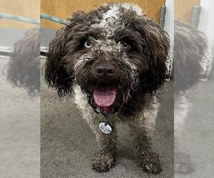 Poodle (Miniature) Dogs for adoption in Forestville, MD, USA