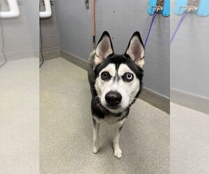 Siberian Husky-Unknown Mix Dogs for adoption in Las Vegas, NV, USA