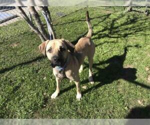 Medium Photo #1 Bullmastiff Puppy For Sale in Rosenberg, TX, USA
