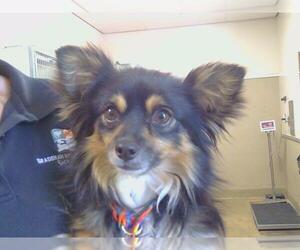 Chihuahua Dogs for adoption in Sacramento, CA, USA