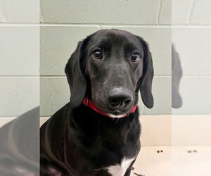 Labrador Retriever-Unknown Mix Dogs for adoption in Webster, WI, USA