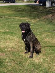 Mastiff Dogs for adoption in Traverse City, MI, USA