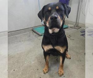 Rottweiler Dogs for adoption in Camarillo, CA, USA
