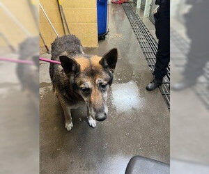German Shepherd Dog Dogs for adoption in Stockton, CA, USA