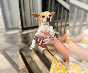 Chihuahua-Unknown Mix Dogs for adoption in San Antonio, TX, USA
