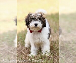 Poodle (Miniature) Dogs for adoption in McKinney, TX, USA