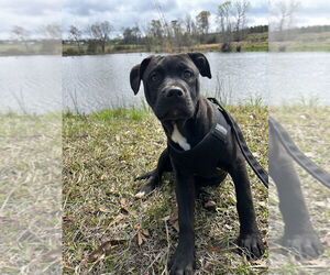 Bulldog-Labrador Retriever Mix Dogs for adoption in Tarrytown, GA, USA