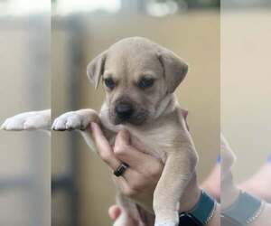 Labrador Retriever-Unknown Mix Dogs for adoption in Pompano Beach , FL, USA