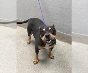 American Staffordshire Terrier-Unknown Mix Dogs for adoption in Las Vegas, NV, USA