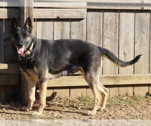 German Shepherd Dog Dogs for adoption in Jackson, MS, USA