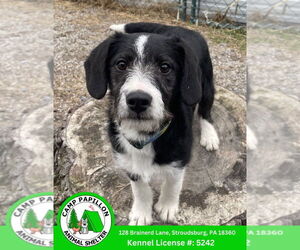 Mutt Dogs for adoption in Stroudsburg, PA, USA