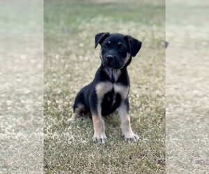 Mutt Dogs for adoption in PIPE CREEK, TX, USA