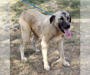 Anatolian Shepherd Dogs for adoption in pomfret, CT, USA