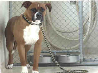 Boxer Dogs for adoption in Fremont, CA, USA