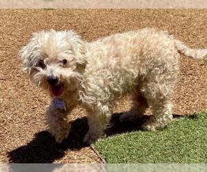 Lhasa-Poo Dogs for adoption in  Ramona, CA, USA