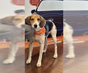 American Foxhound-Unknown Mix Dogs for adoption in Minneapolis, MN, USA