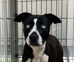 Labrador Retriever-Unknown Mix Dogs for adoption in Woodland Hills, CA, USA