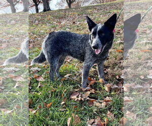 Medium Photo #2 Mutt Puppy For Sale in Garden City, NY, USA