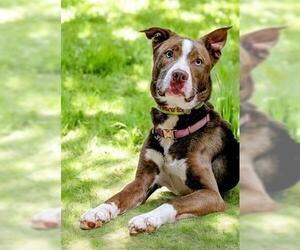 Huskies -Unknown Mix Dogs for adoption in Akron, OH, USA