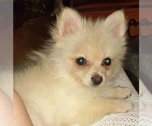 Maltipom Dogs for adoption in Griffin, GA, USA