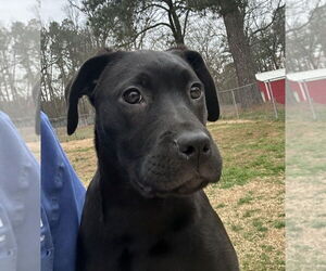Labrador Retriever-Unknown Mix Dogs for adoption in Boston, MA, USA