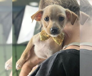 Chipin Dogs for adoption in phoenix, AZ, USA