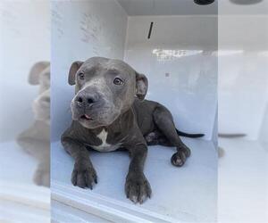 Staffordshire Bull Terrier-Unknown Mix Dogs for adoption in Houston, TX, USA