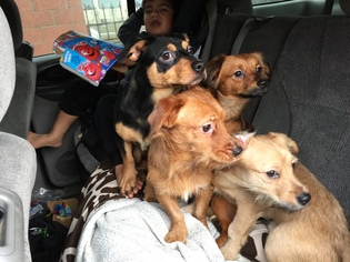 Doxie-Pin Dogs for adoption in Bell Gardens, CA, USA