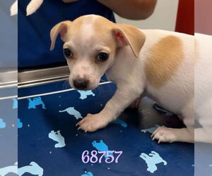 Chihuahua-Unknown Mix Dogs for adoption in Chico, CA, USA