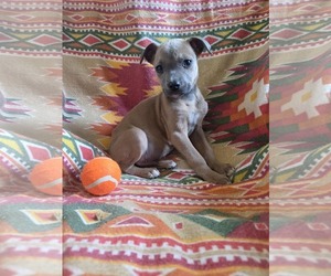 American Pit Bull Terrier-Unknown Mix Dogs for adoption in SHERBURNE, NY, USA