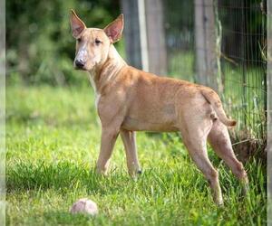 Bull Terrier Dogs for adoption in Walnutport, PA, USA