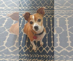 Jack Russell Terrier-Unknown Mix Dogs for adoption in Bellingham, WA, USA