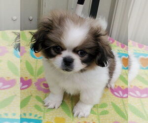 Pekingese Dogs for adoption in Mountain View, MO, USA