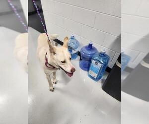 Labrador Retriever Dogs for adoption in Temple, TX, USA