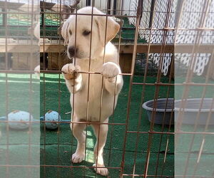 Labrenees Dogs for adoption in Aurora, IN, USA