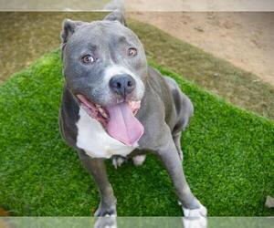 American Staffordshire Terrier-Unknown Mix Dogs for adoption in Tallahassee, FL, USA