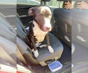 American Pit Bull Terrier Dogs for adoption in Stockton, CA, USA