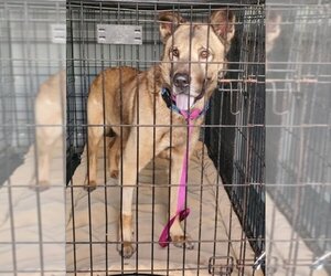 Chow Chow-German Shepherd Dog Mix Dogs for adoption in Winston Salem, NC, USA