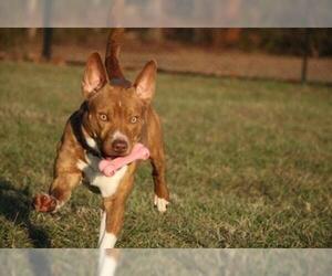 Retriever -Unknown Mix Dogs for adoption in Fredericksburg, VA, USA