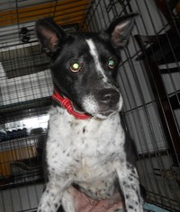 Border Collie-Unknown Mix Dogs for adoption in Clearfield, KY, USA