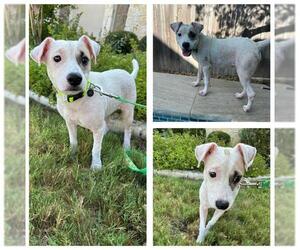 Mutt Dogs for adoption in San Antonio, TX, USA