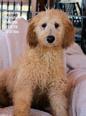 Poodle (Standard) Dogs for adoption in Bon Carbo, CO, USA