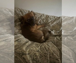 Chion Dogs for adoption in Princeton, MN, USA