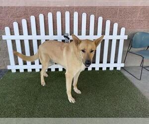 German Shepherd Dog-Unknown Mix Dogs for adoption in Modesto, CA, USA