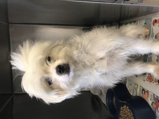 Mal-Shi Dogs for adoption in Phoenix , AZ, USA