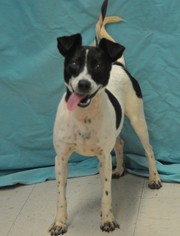 Rat Terrier Dogs for adoption in Forrest City, AR, USA