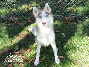 Siberian Husky Dogs for adoption in Irvine, CA, USA