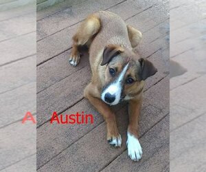 Collie-German Shepherd Dog Mix Dogs for adoption in Norfolk, VA, USA