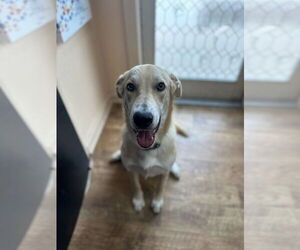 Huskies -Labrador Retriever Mix Dogs for adoption in Bandera, TX, USA