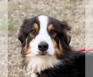 Australian Mountain Dog Dogs for adoption in Yardley, PA, USA